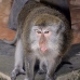 monkey_macaque_balinese_mf_ubud_v_1091_bal4809.jpg